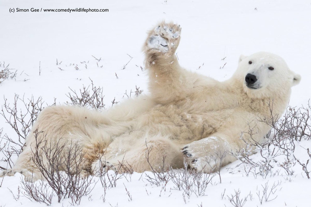 Конкурс Comedy Wildlife Photography Awards 2018 - Фотография, Животные, Конкурс, Позитив, Длиннопост