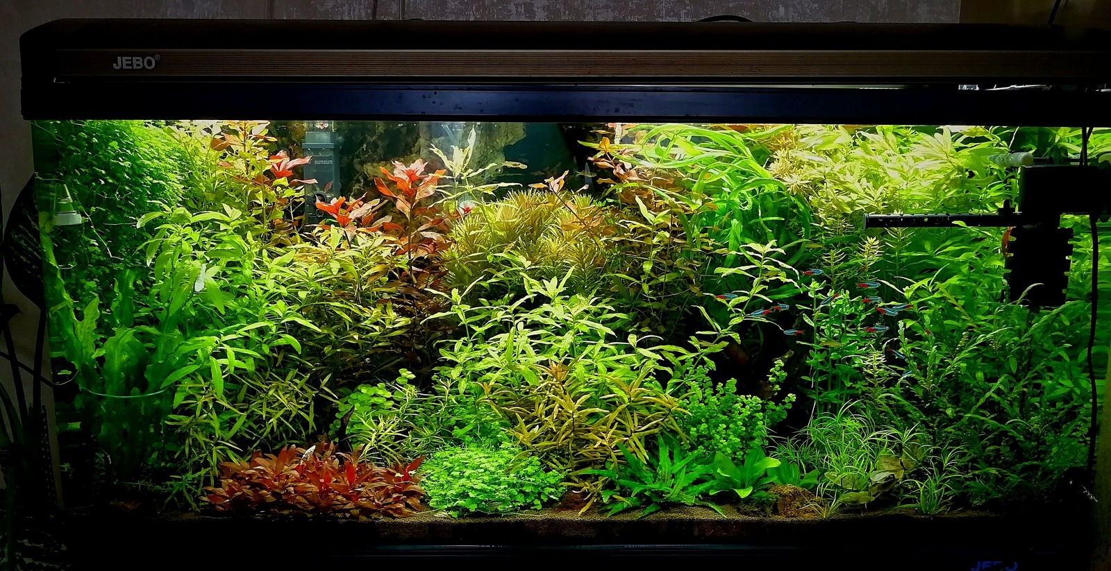 My underwater dream - My, Aquarium, Dream, Hobby, Aquarium fish, Aquarium plants, Aquarium shrimp, Knowledge, Longpost