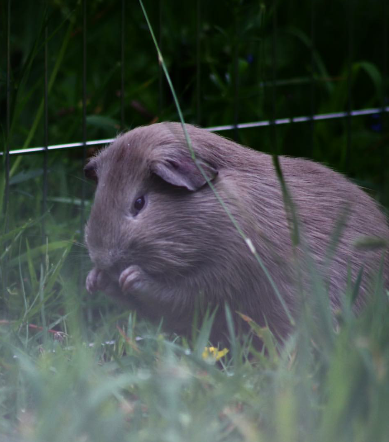 Dinosaurs are not extinct - Guinea pig, Animals, Dinosaurs