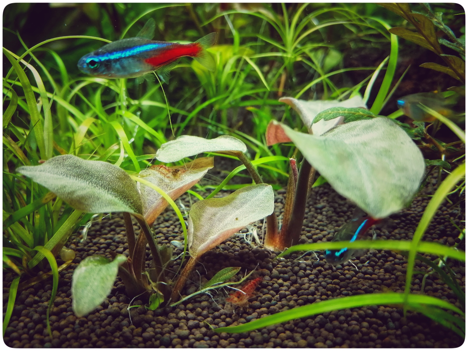 My underwater dream - My, Aquarium, Dream, Hobby, Aquarium fish, Aquarium plants, Aquarium shrimp, Knowledge, Longpost