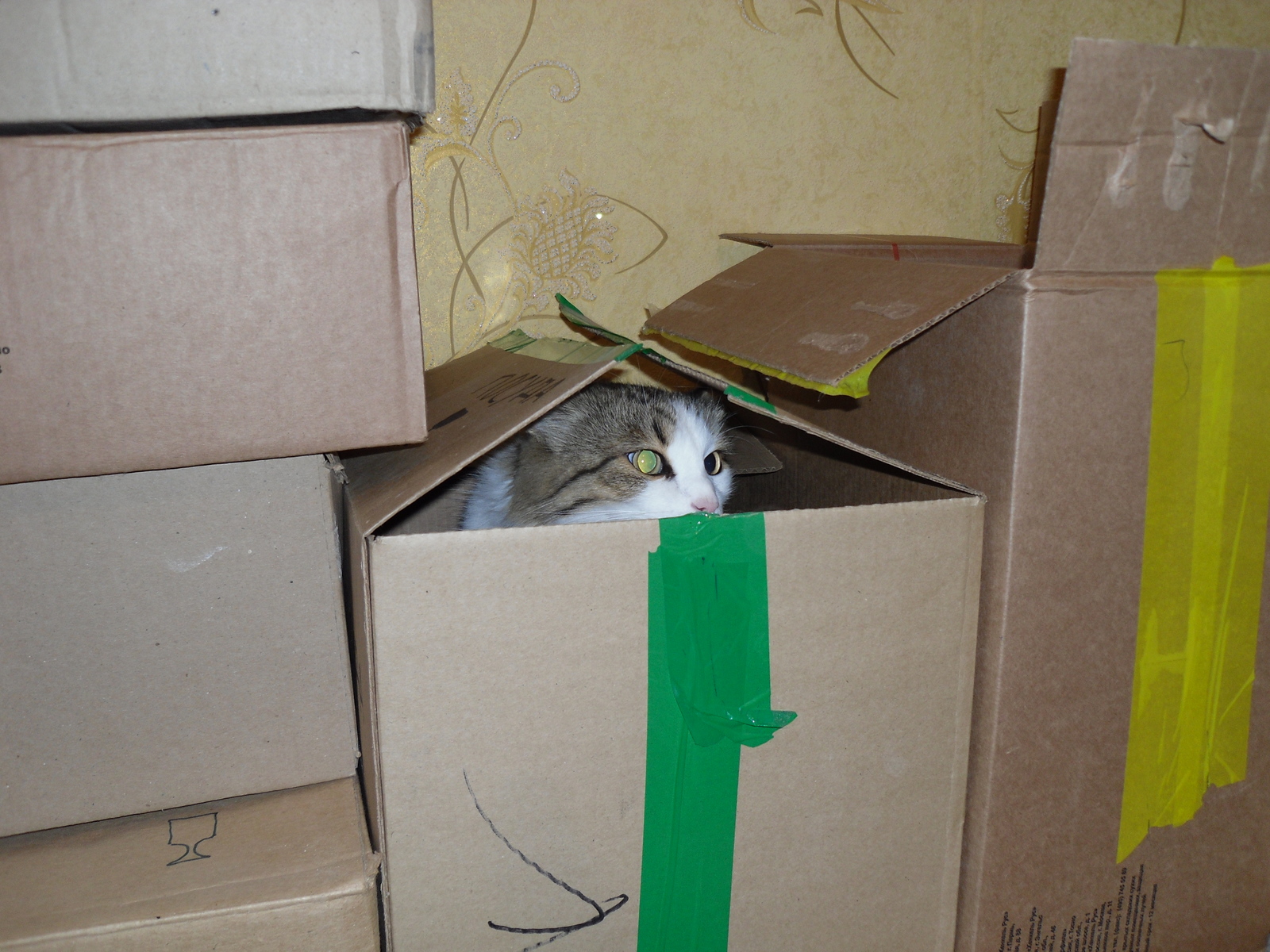 All cats love boxes. - My, Musya, cat, Box, The photo, Text, Longpost