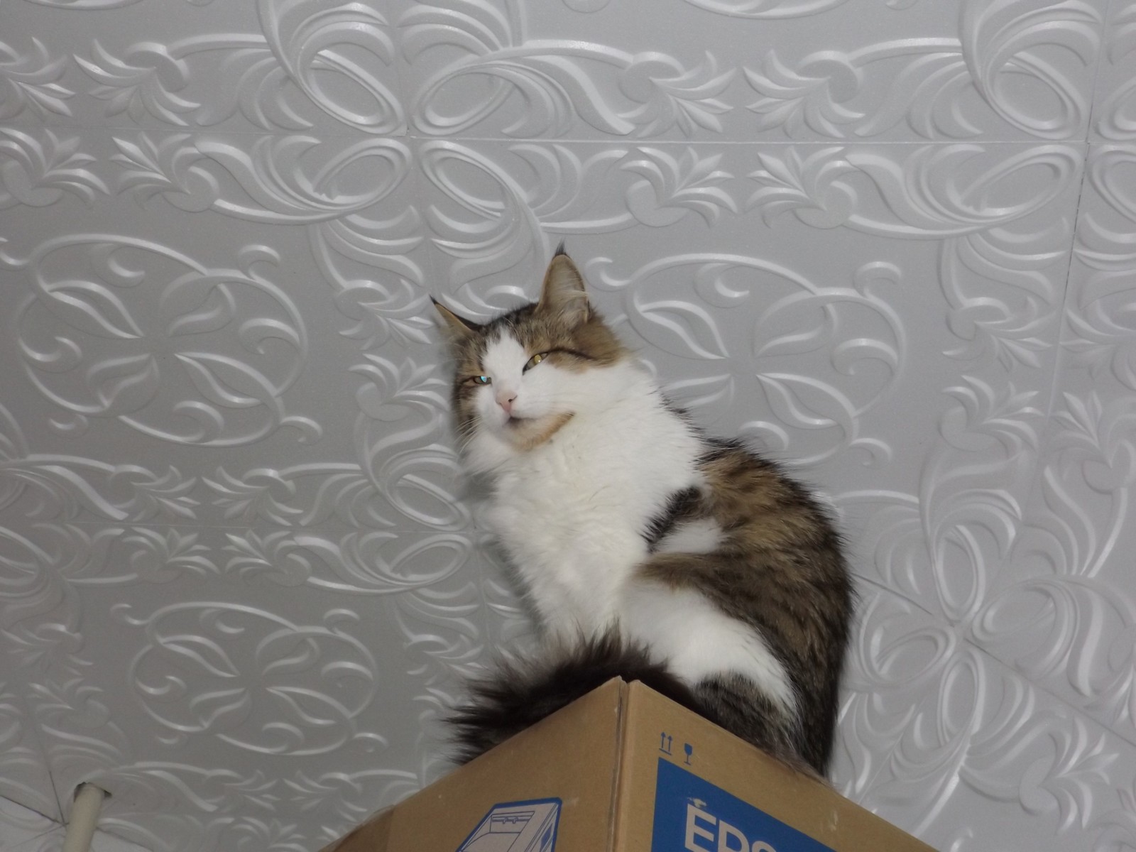 All cats love boxes. - My, Musya, cat, Box, The photo, Text, Longpost