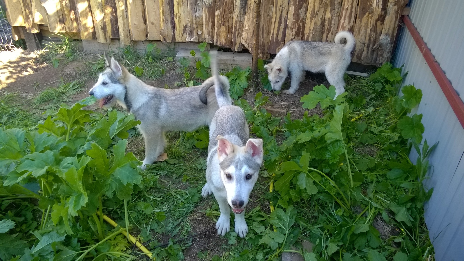 Puppies are looking for owners - My, , , Wedge, In good hands, Looking for a home, Puppies, Longpost, Dog