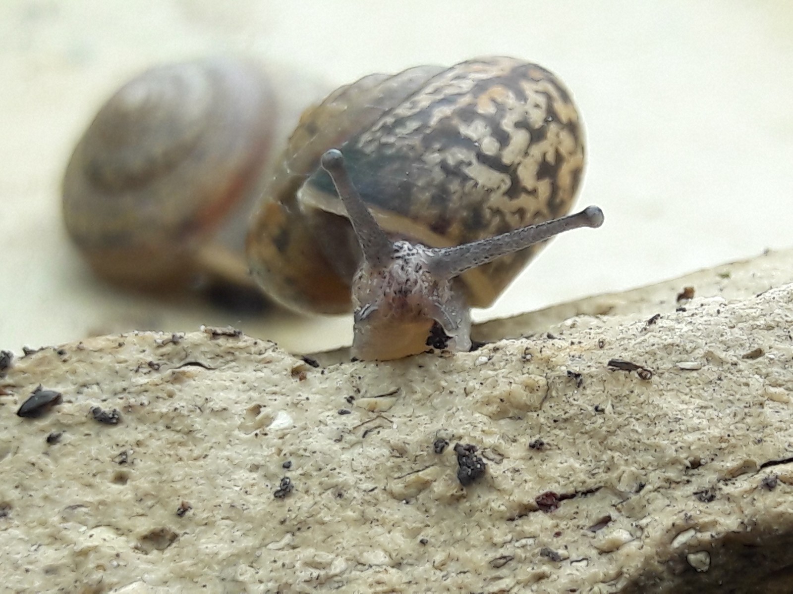 Bold little one - My, Photo on sneaker, Snail, My, Longpost