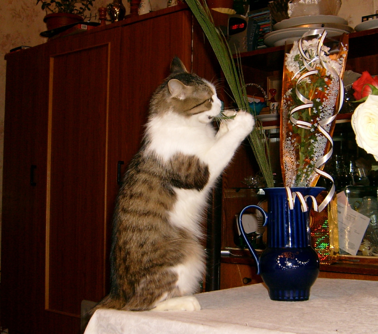 Nice bouquet and how it tastes. - My, Musya, cat, The photo, Longpost