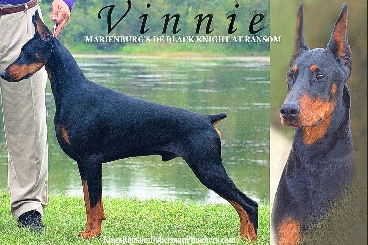 About breeds of dogs. - Dog, Dog breeds, Doberman, Longpost, Video