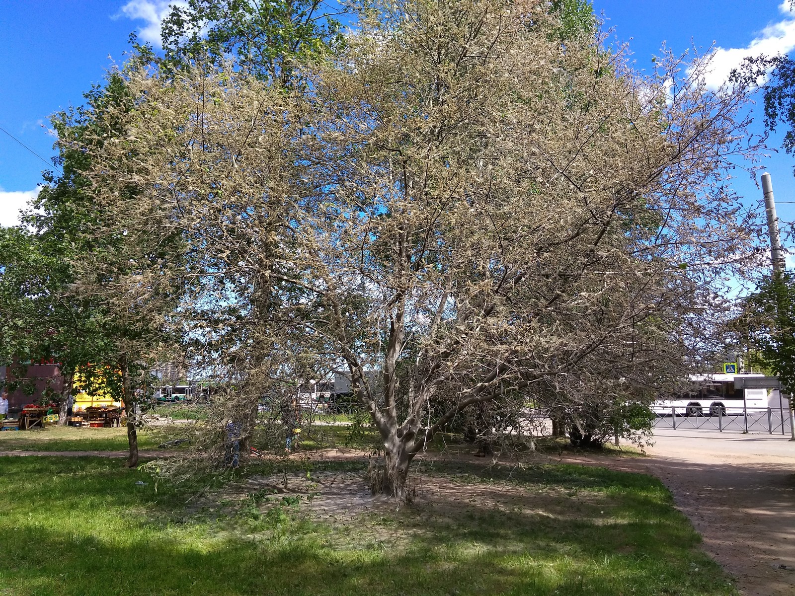 Petersburg trees someone eats - My, Caterpillar, Attack, Longpost