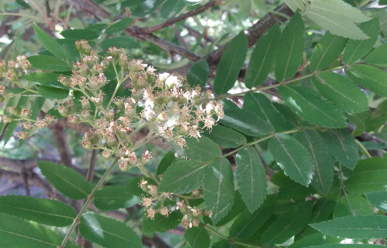 Opal color, berries are gaining strength. - My, Spring, Summer, Longpost