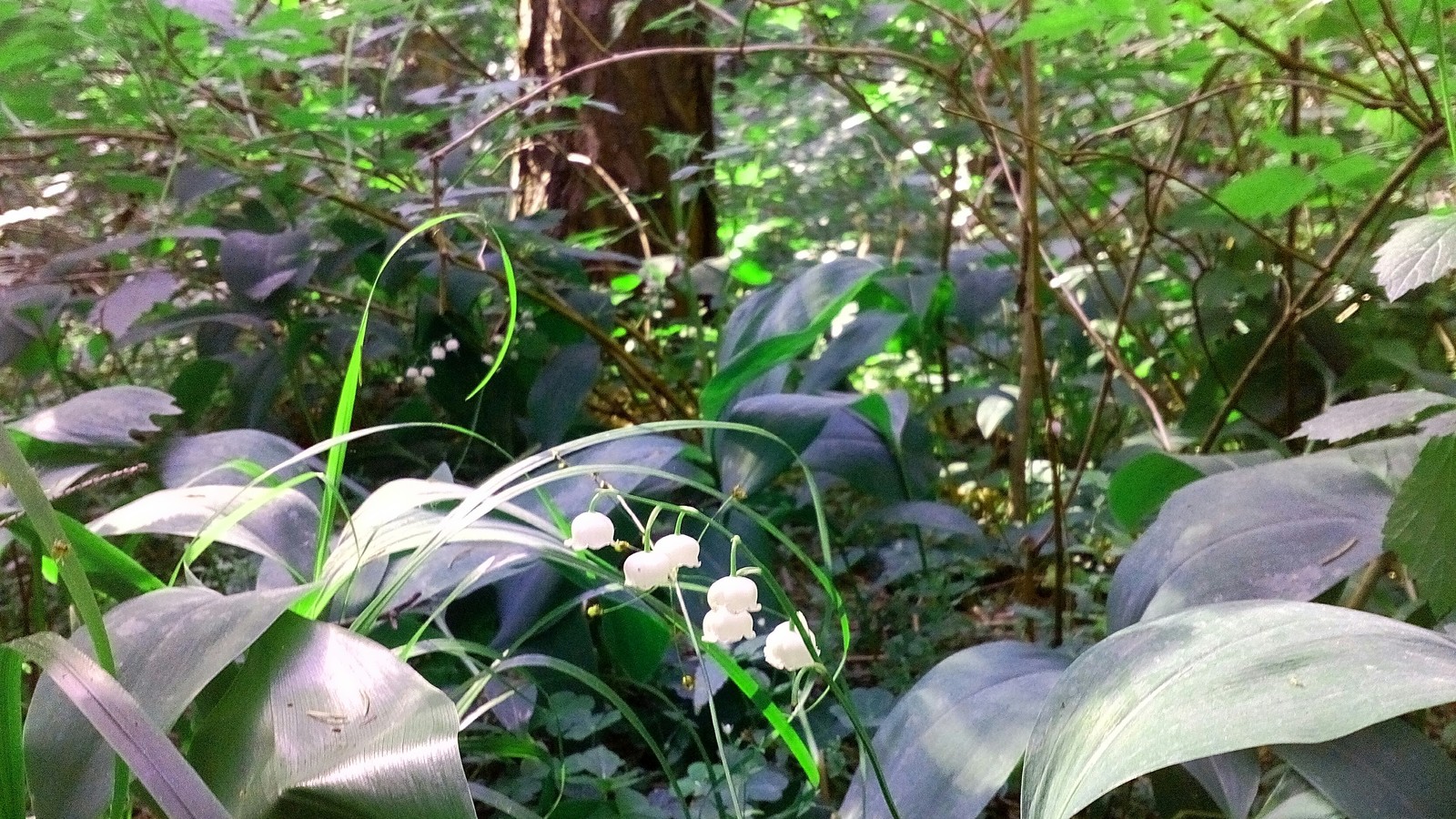 Meanwhile, on the edge of Moscow. - My, Lilies of the valley, Moscow, Forest, Plants, beauty