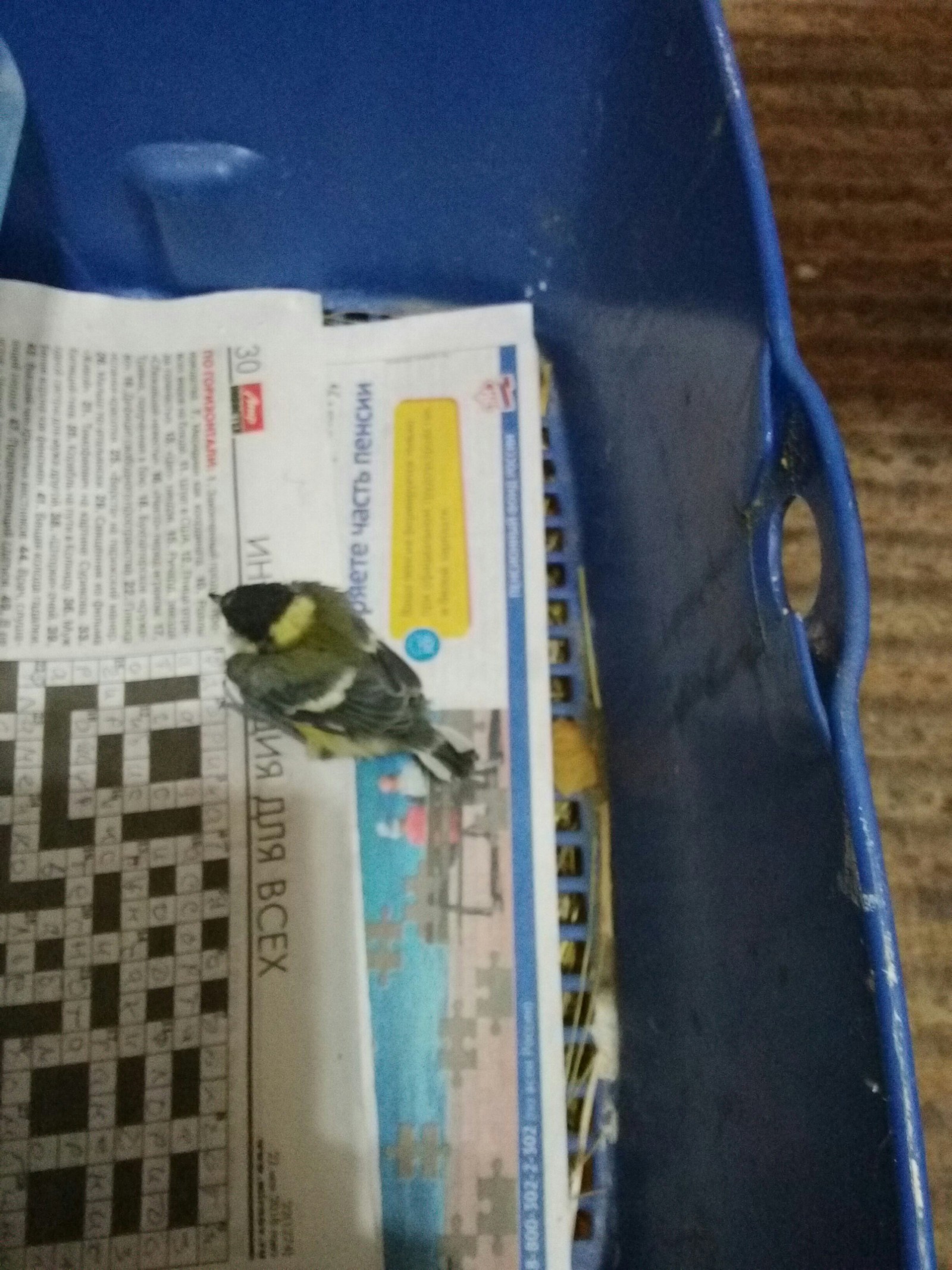 Found a bird - My, Birds, Ornithology League, Longpost, No rating, Tit, Cell