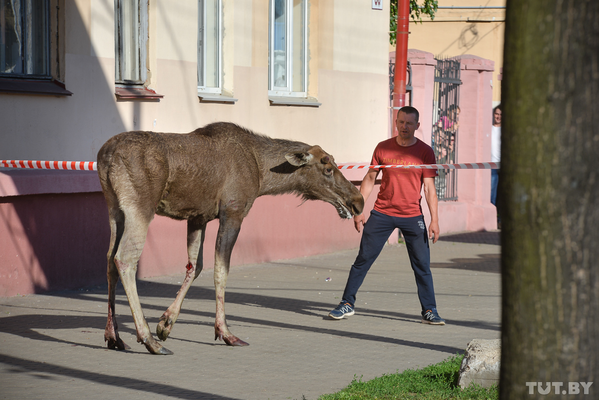 poor moose - Elk, Bobruisk, Longpost, it's a pity, A pity