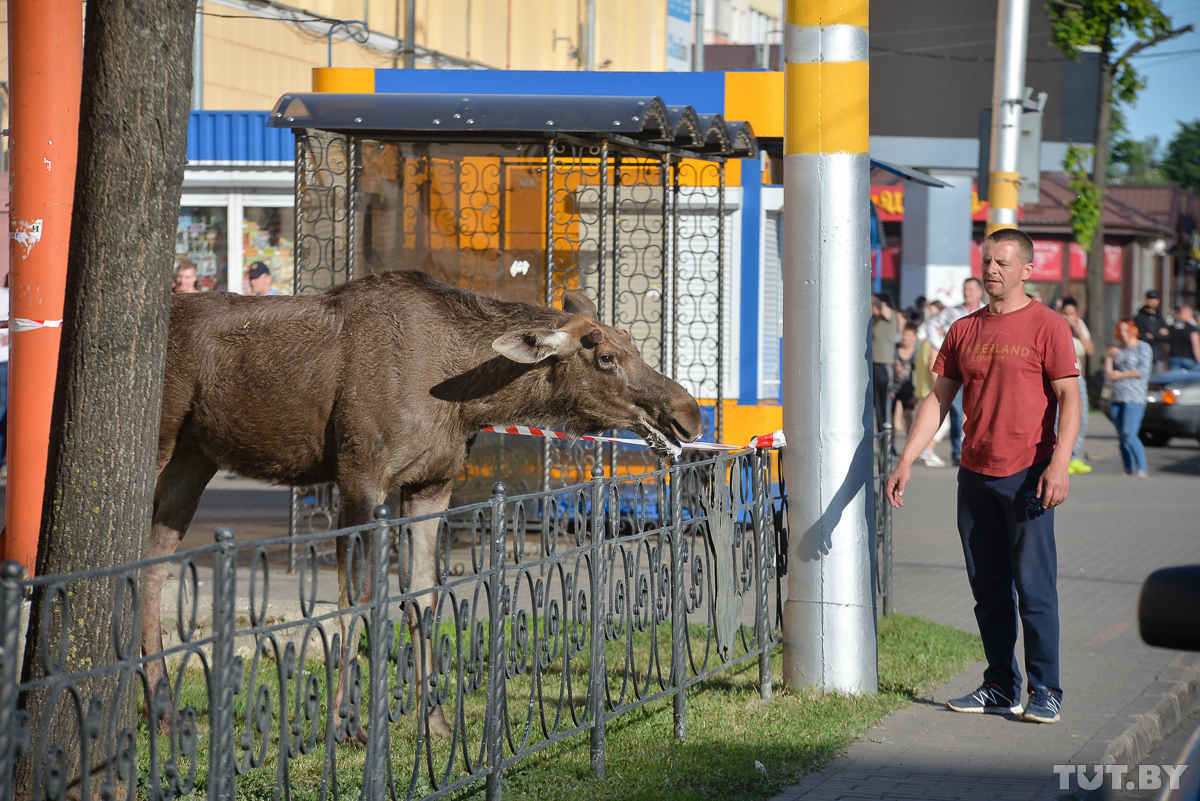 poor moose - Elk, Bobruisk, Longpost, it's a pity, A pity