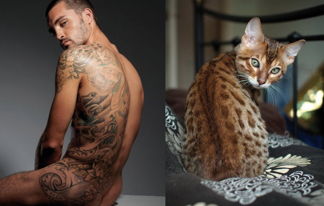 MEN LIKE CATS - Playgirl, Girls, A selection, cat, Men, Torso, Muscle, Guys, Longpost