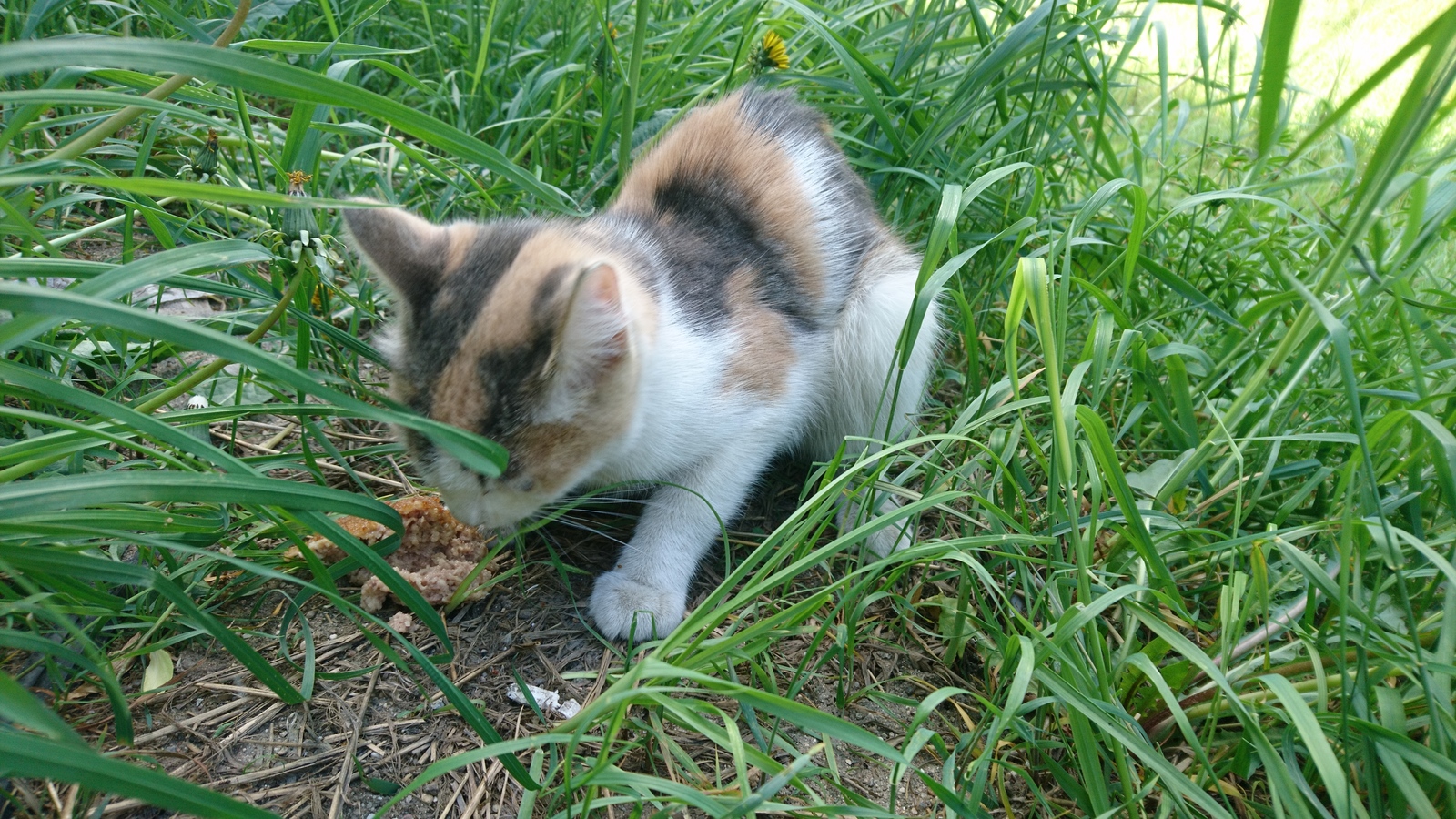 Found a cat! - cat, Lost, Found a cat, Minsk highway, Moscow region, Odintsovo, No rating, Longpost