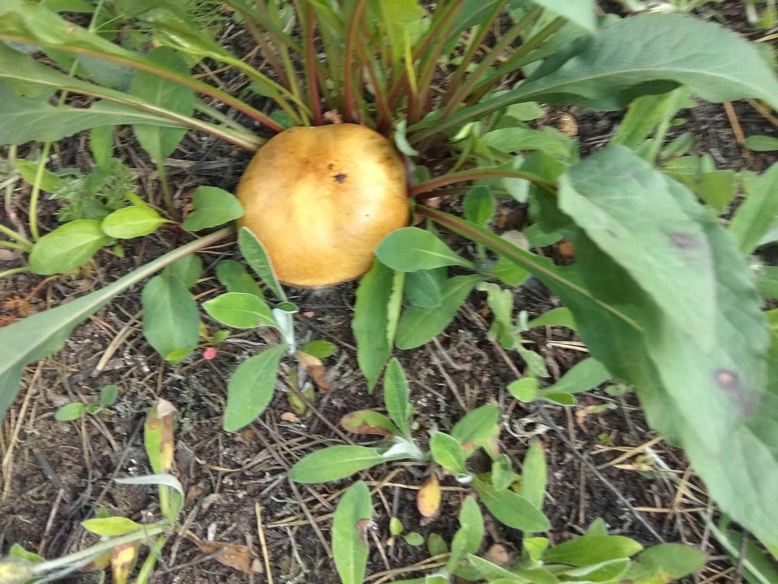 The first one went! - My, Mushrooms, Mushroom season, Longpost