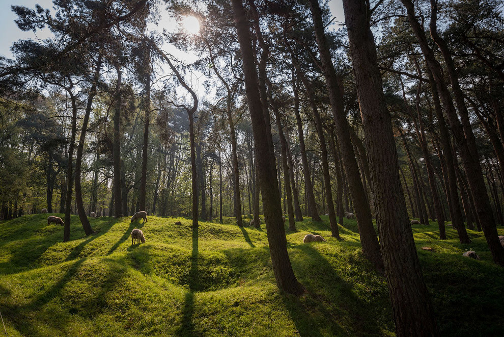 What the battlefields of the First World War look like a hundred years later. - World War I, Story, The photo, France, Belgium, Longpost