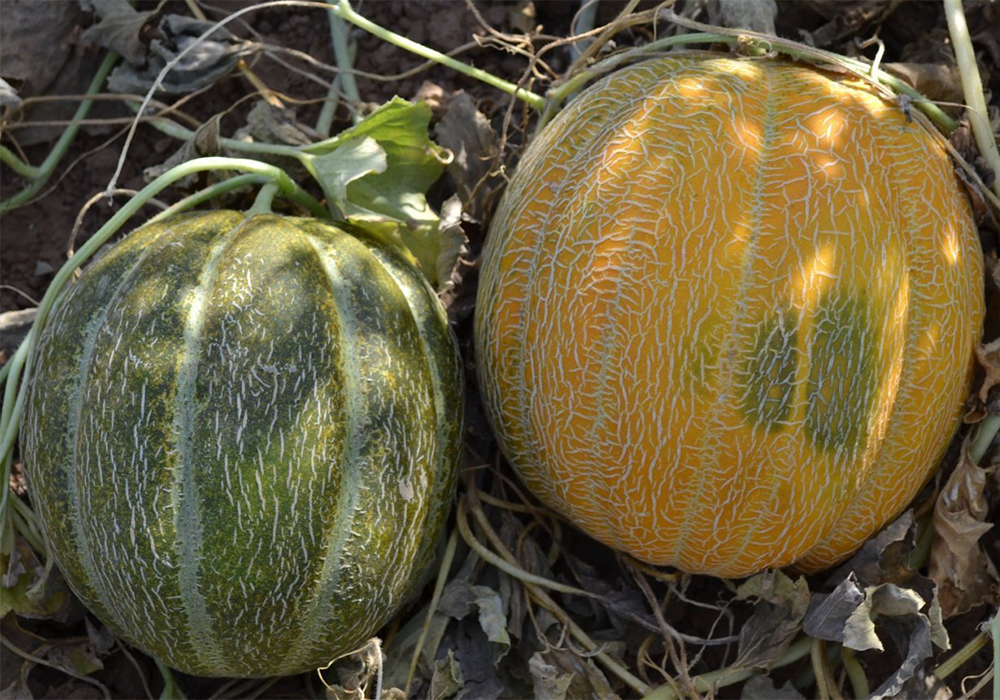 In Japan, two melons were sold for three million - Text, Melon, Auction, Japan