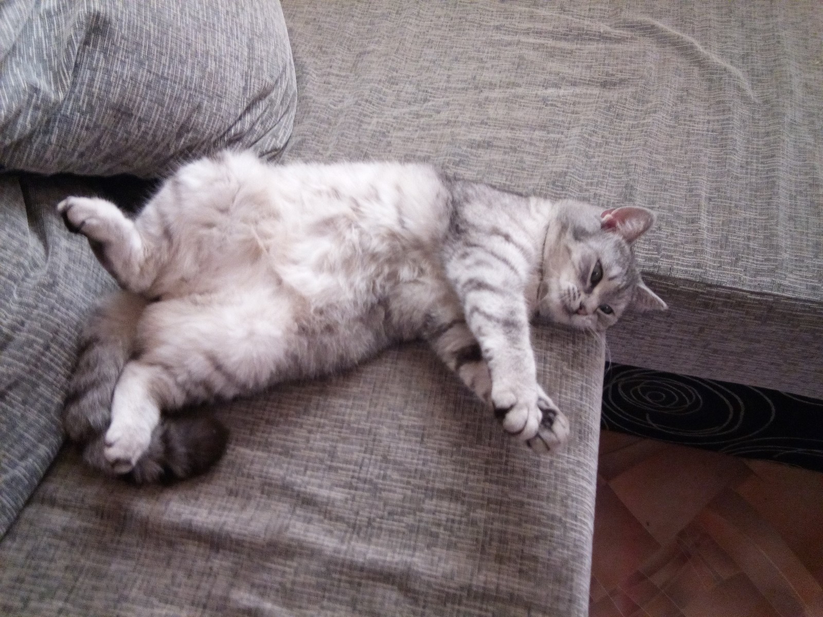 The life of a cat is easy and simple - My, cat, Fluffy, Laziness, A life