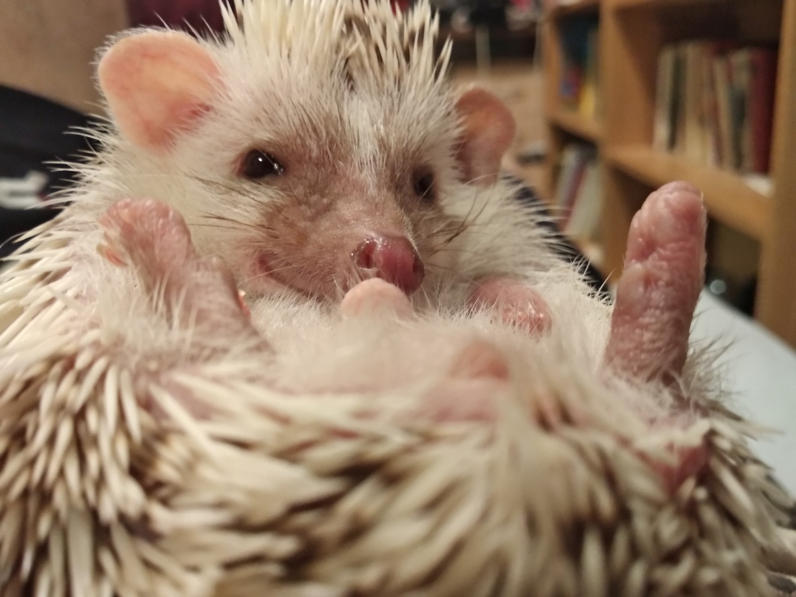 Just Hedgehog - My, African pygmy hedgehog, Pets, Longpost, The photo