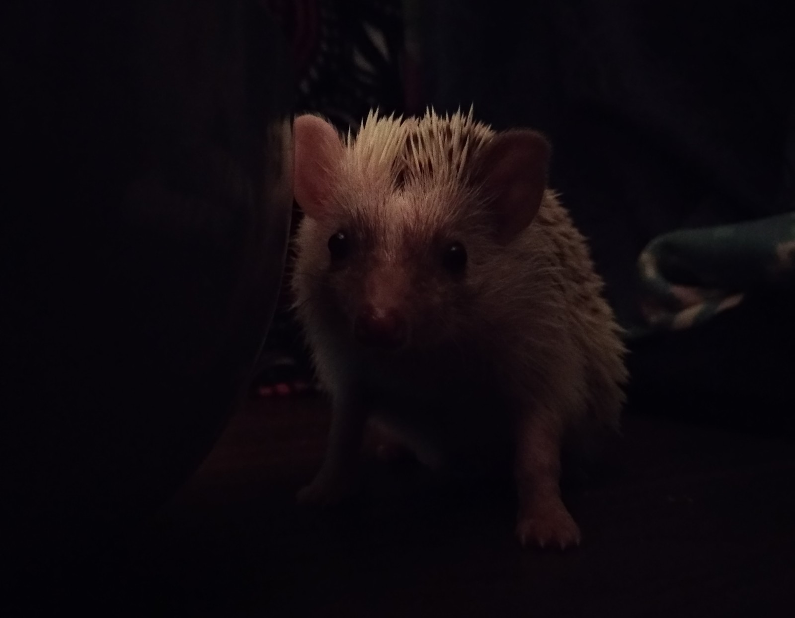 Just Hedgehog - My, African pygmy hedgehog, Pets, Longpost, The photo