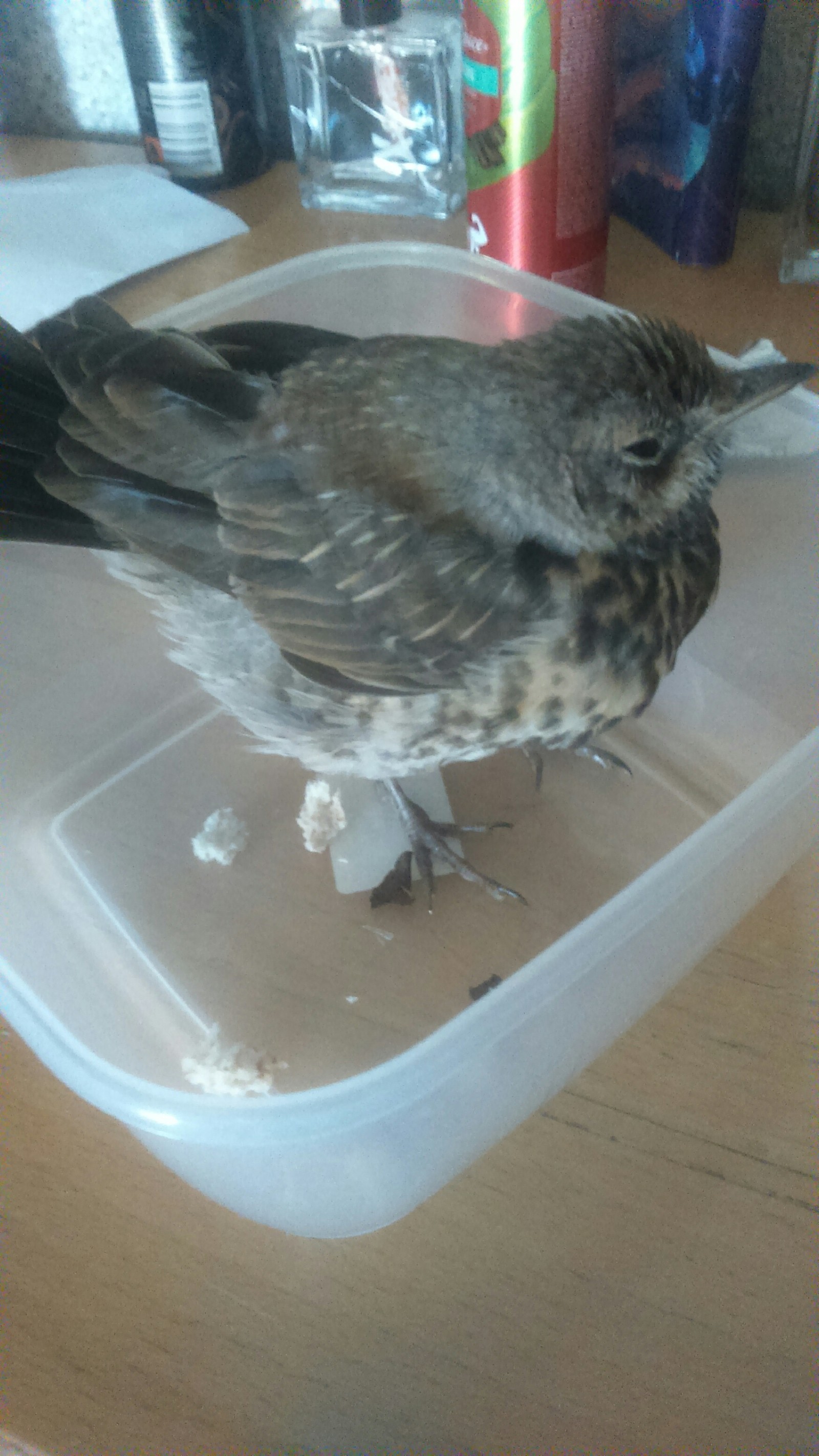 What to do with a bird or my spontaneous decision - Birds, Vet, Find, Help, Longpost, Ornithology, , Found things