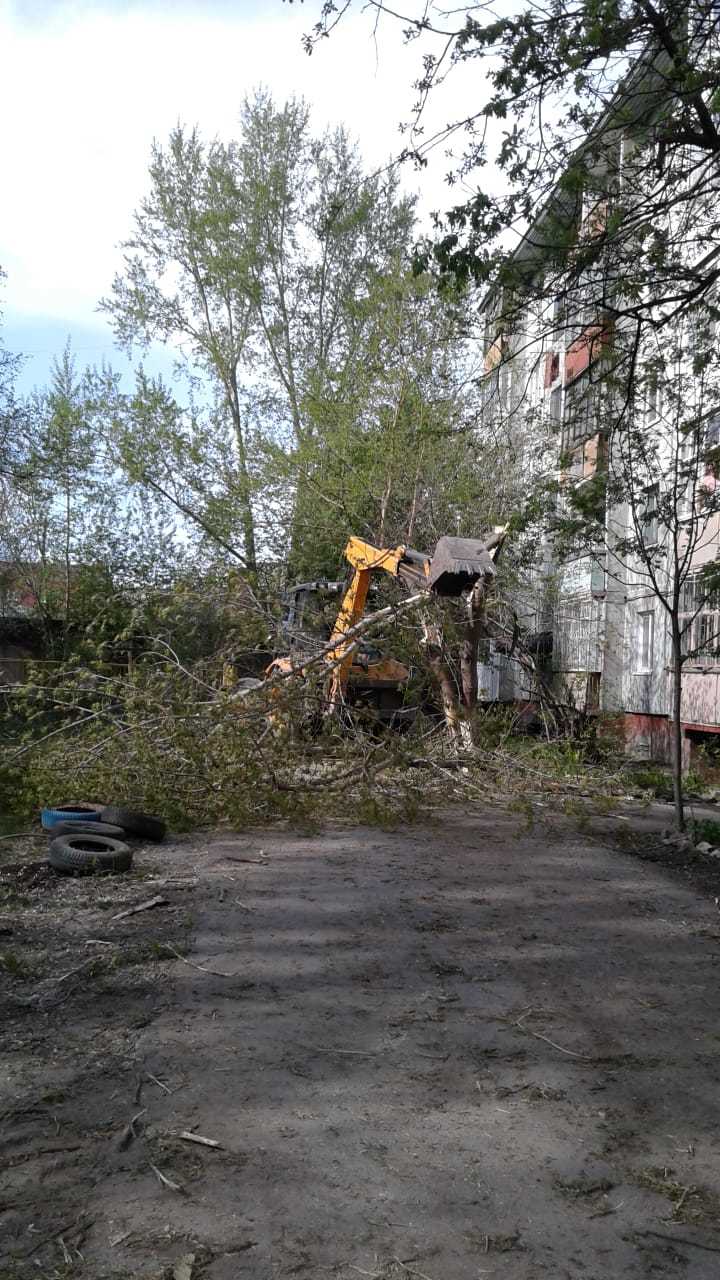 How trees are cut down in Tomsk - My, Tree, Idiocy, Longpost