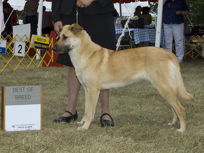 About breeds of dogs. - Dog, Dog sled, Alaskan Malamute, , Dog breeds, Longpost, 