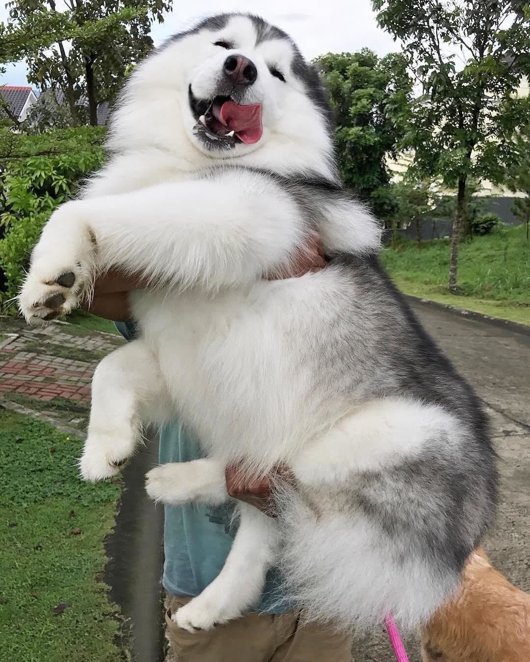 A piece of furry happiness - Dog, Happiness, Smile, Fluffy, Husky