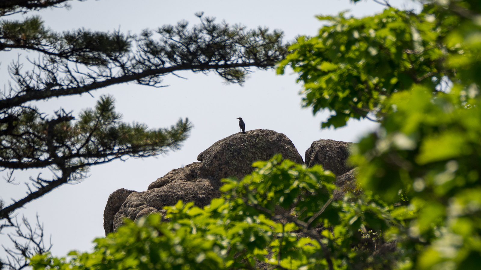 Walk in the Valley of the Atlantis - My, Birds, Photo hunting, Hike, Tourism, Kekkury, , Redstart, Chipmunk, Longpost