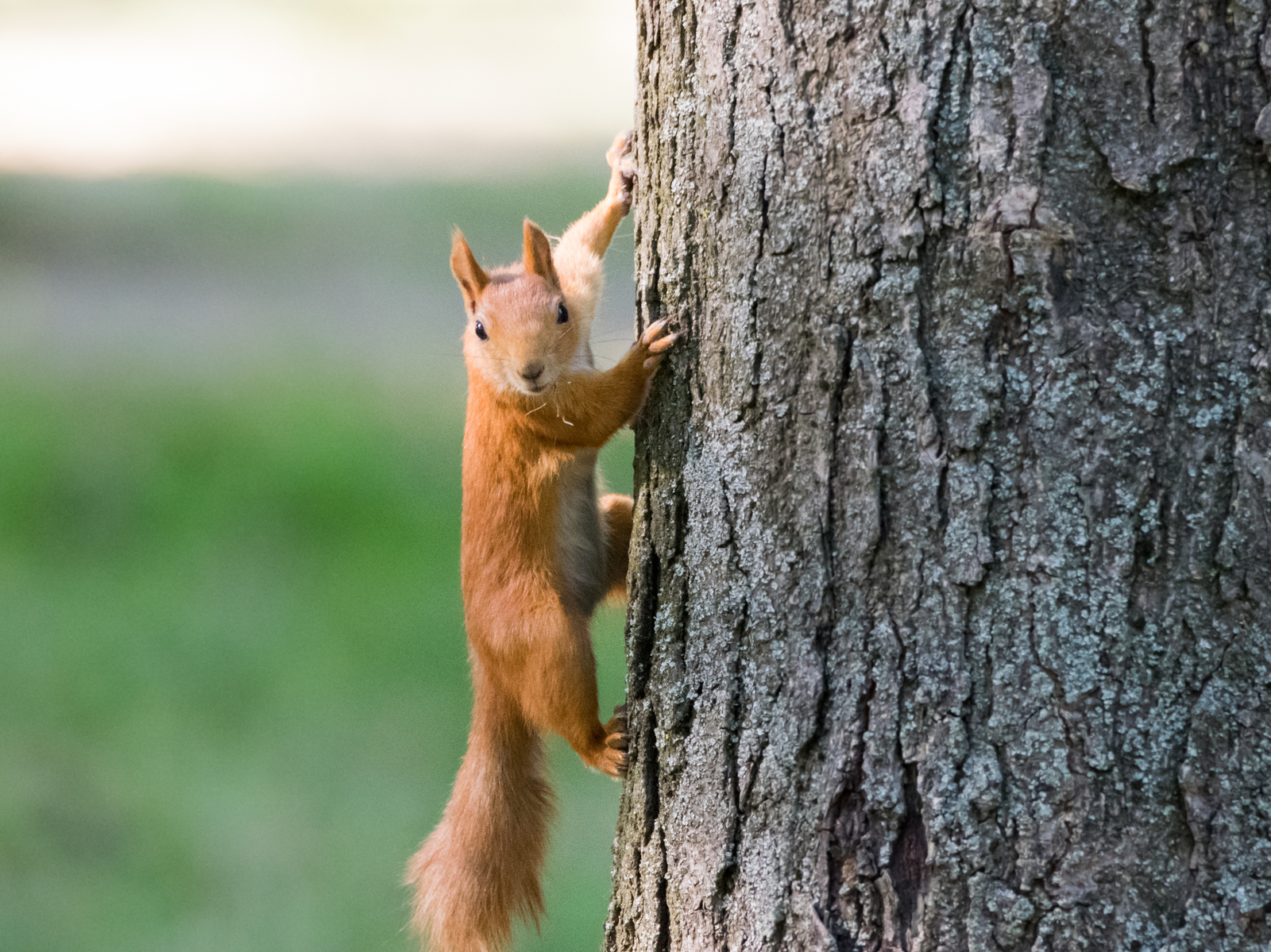 protein post - My, The photo, Photo hunting, Animals, Wild animals, Squirrel, Forest, Rostov-on-Don, Longpost