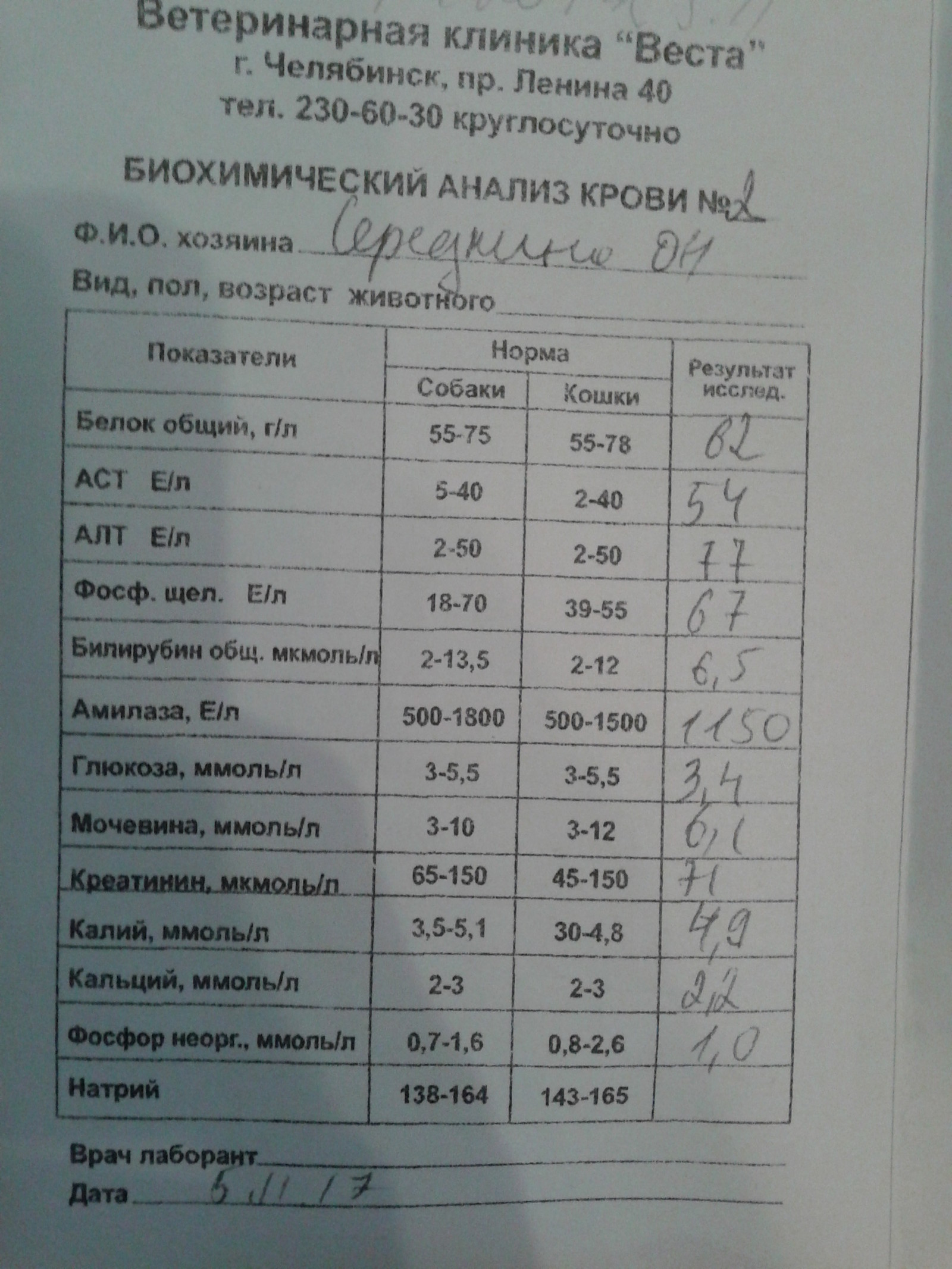 Помогите советом - собака худеет! - Моё, Собака, Такса, Такса Сэм, Ветеринария, Ветеринарная помощь, Худые, Длиннопост