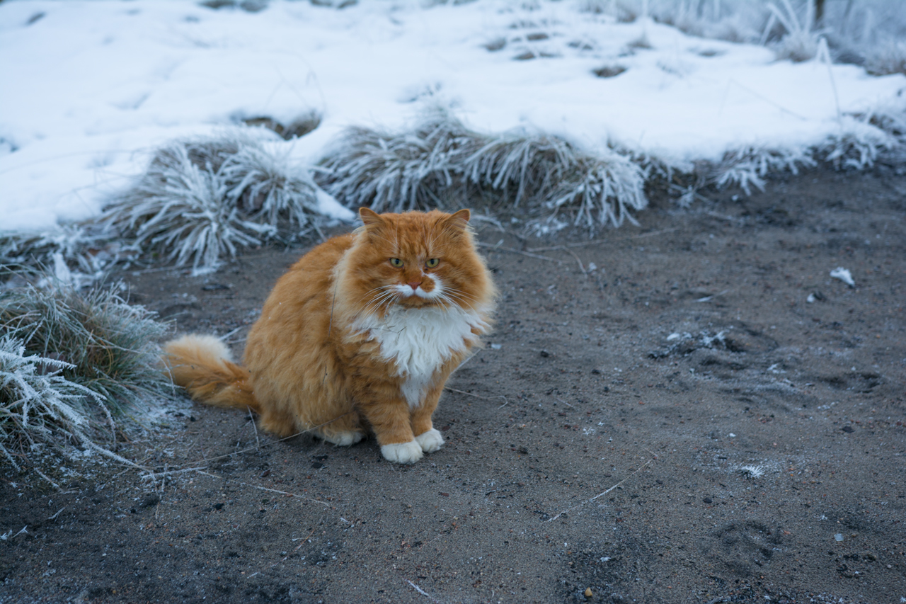 Котята в добрые руки - Моё, Котята отдаем, В добрые руки, Бесплатно, Милота, Рыжие, Длиннопост, Кот, Без рейтинга