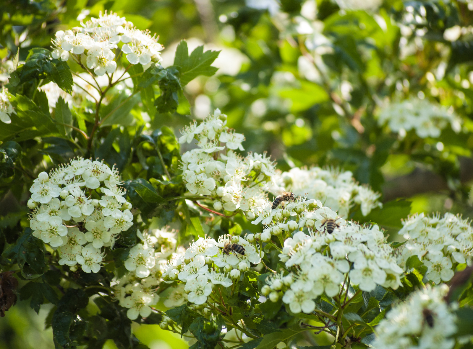 Summer has come! - My, Summer, Insects, Bees, Nature, Beginning photographer, I want criticism, Longpost