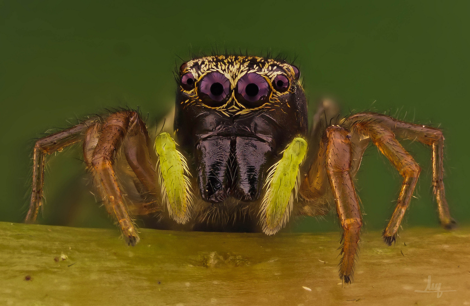 Паук попрыгунчик макро - Паук, Арахнофобия, Попрыгунчик, Salticidae, Длиннопост