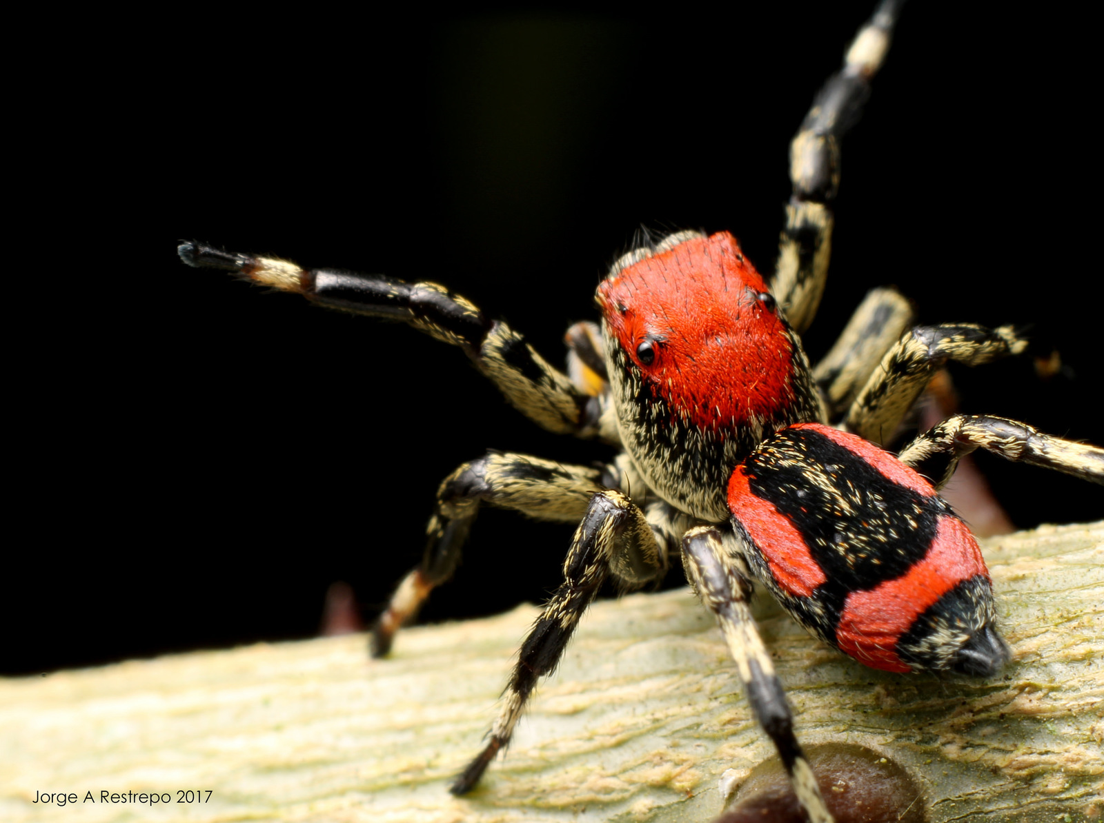 Паук попрыгунчик макро - Паук, Арахнофобия, Попрыгунчик, Salticidae, Длиннопост