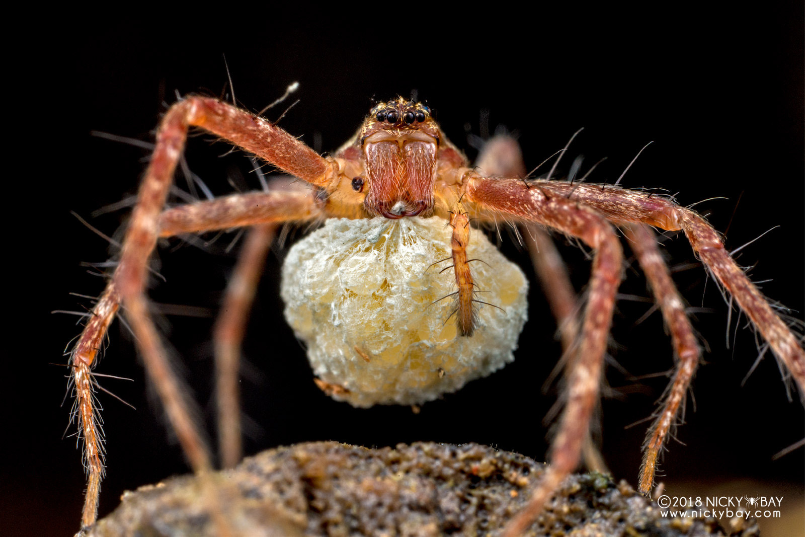 Паук попрыгунчик макро - Паук, Арахнофобия, Попрыгунчик, Salticidae, Длиннопост