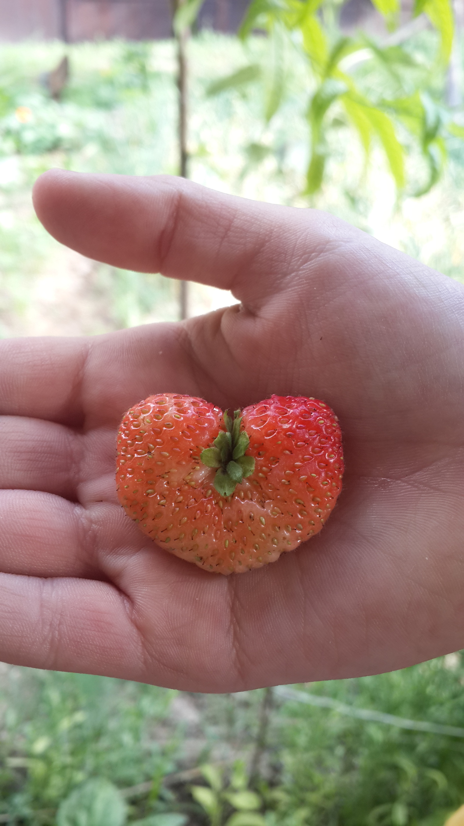 Strawberry Heart - My, Strawberry, Heart, The photo, Longpost, Heart