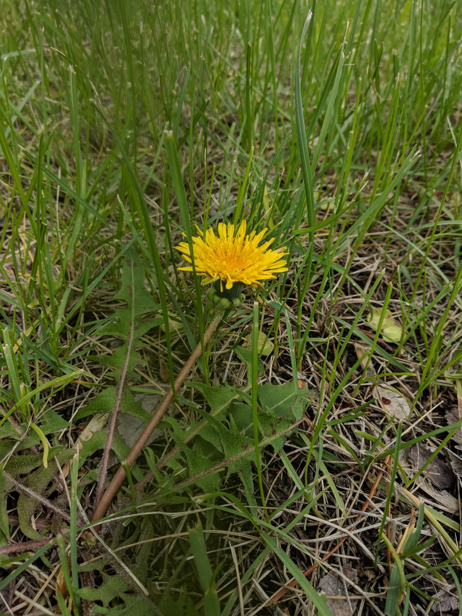 Dandelion evolution - My, Nature, Flowers of life, Longpost, Children