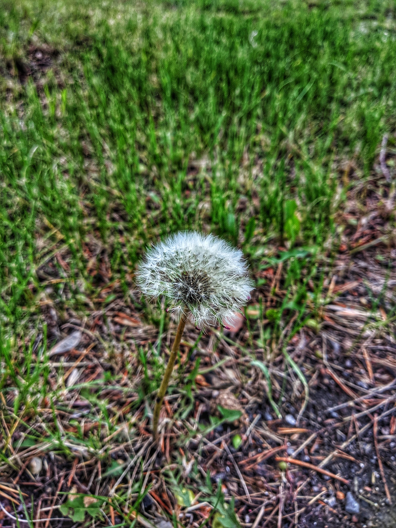 Dandelion evolution - My, Nature, Flowers of life, Longpost, Children