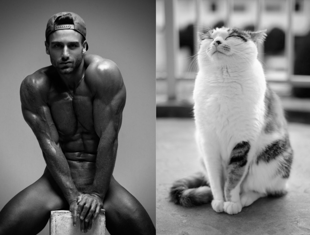 MEN LIKE CATS - Men, Guys, cat, Girls, Pumped up, Torso, Muscle, Playgirl, Longpost