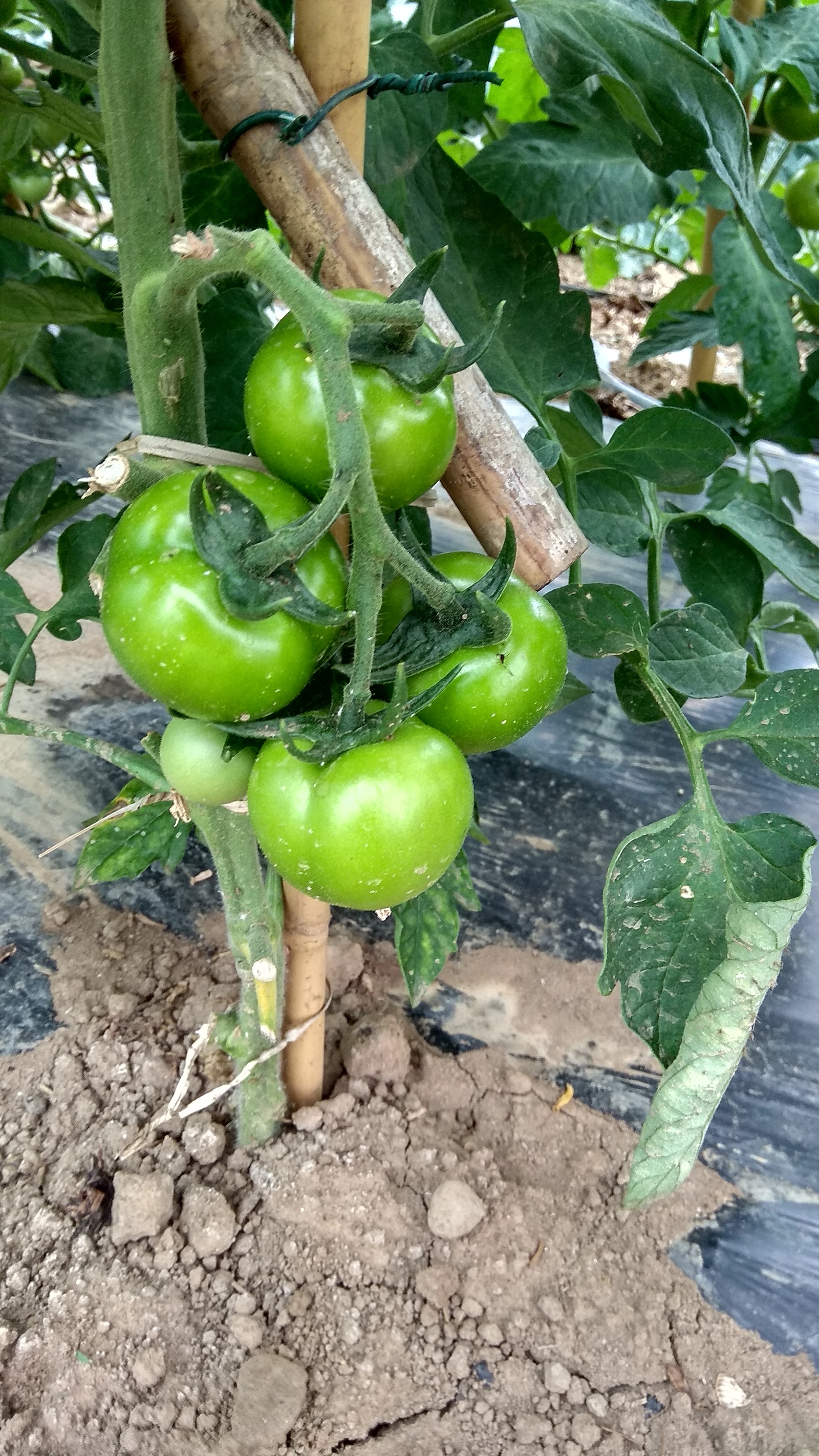 Vegetables in a greenhouse - Garden, Greenhouse, Vegetables, Italy, Pepper, Tomatoes, Eggplant, Longpost