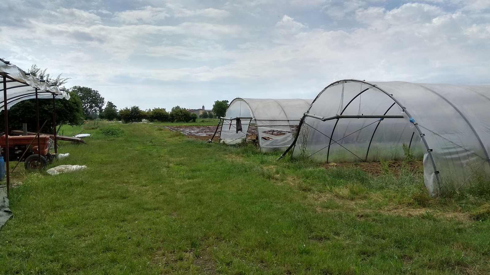 Vegetables in a greenhouse - Garden, Greenhouse, Vegetables, Italy, Pepper, Tomatoes, Eggplant, Longpost