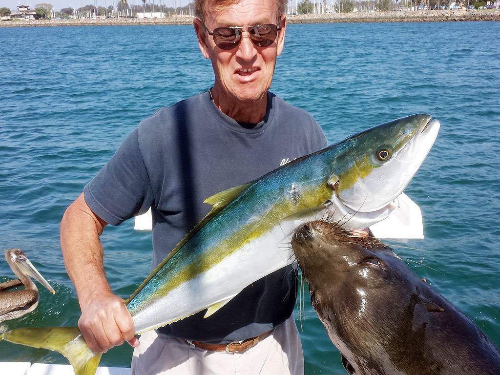 Kus - The photo, Animals, Fishing, Sea lion