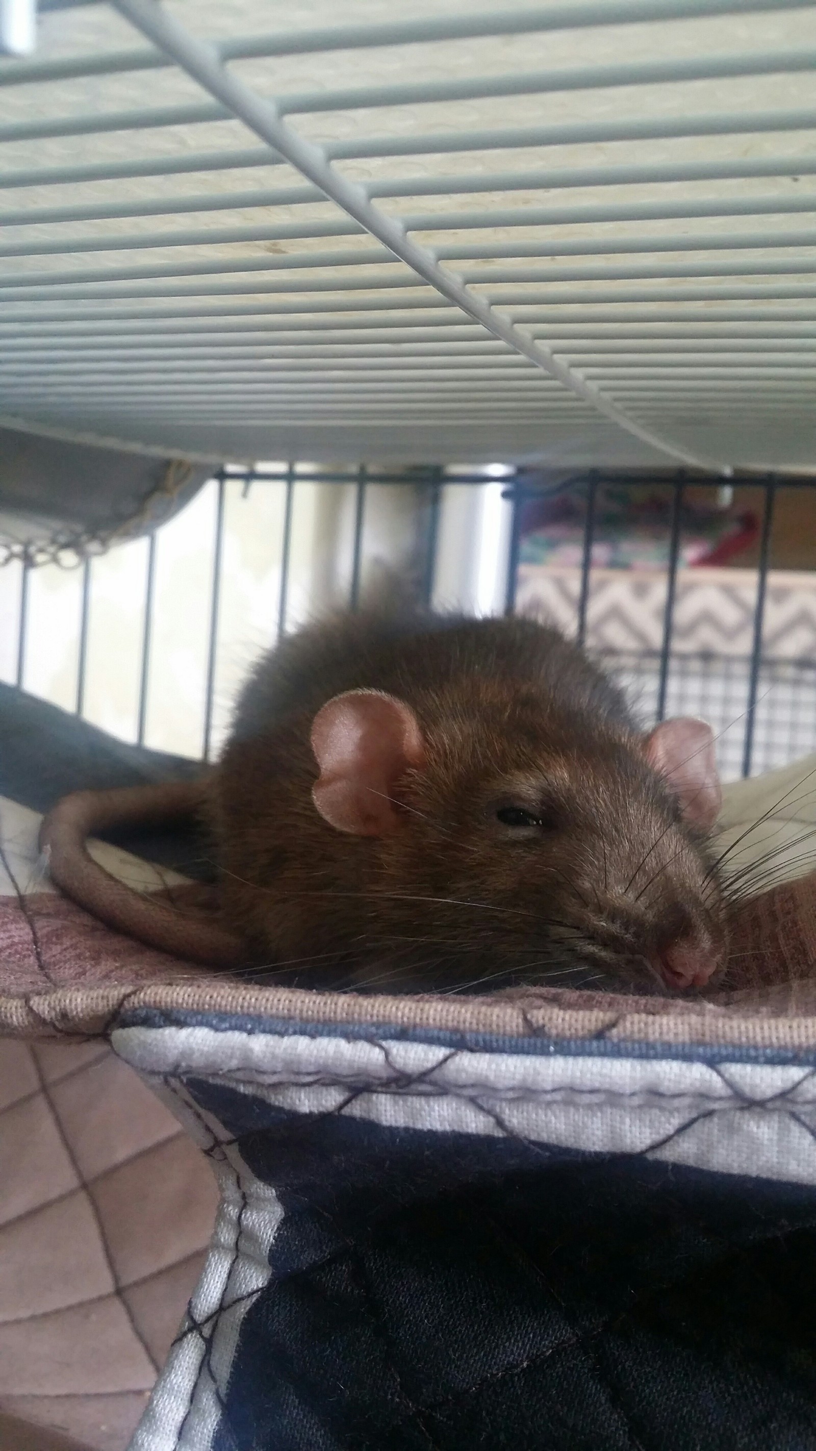 Sleepy Rat - Butterscotch - My, Decorative rats, Rat, Pet, Longpost, Pets