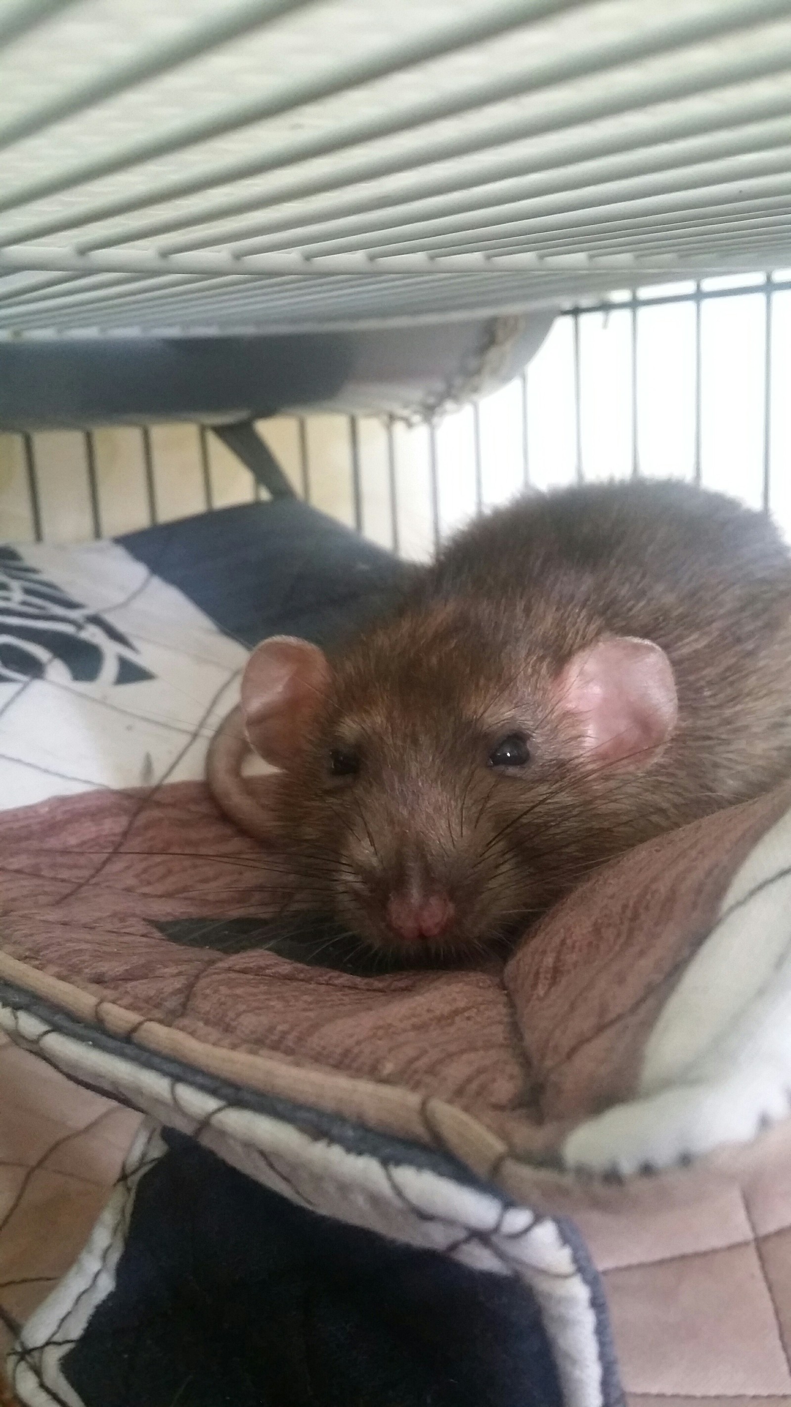 Sleepy Rat - Butterscotch - My, Decorative rats, Rat, Pet, Longpost, Pets