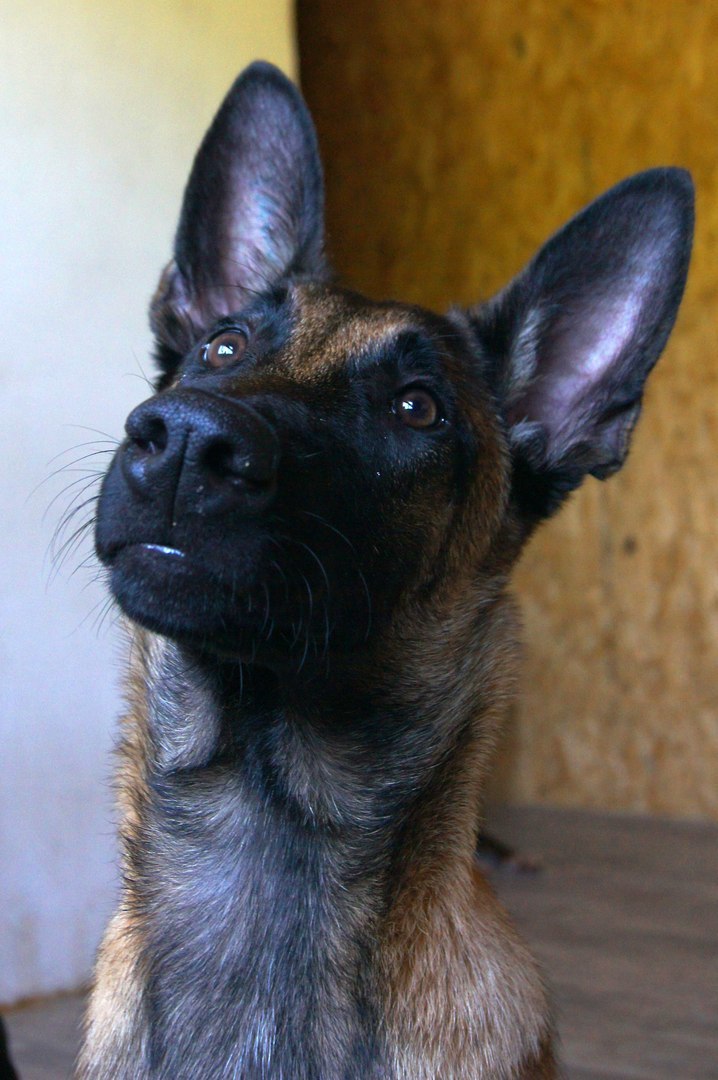 Tailed portrait photography - My, Animals, Dog, The photo, Longpost