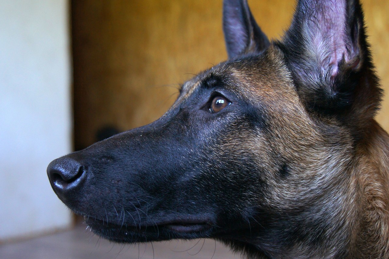 Tailed portrait photography - My, Animals, Dog, The photo, Longpost