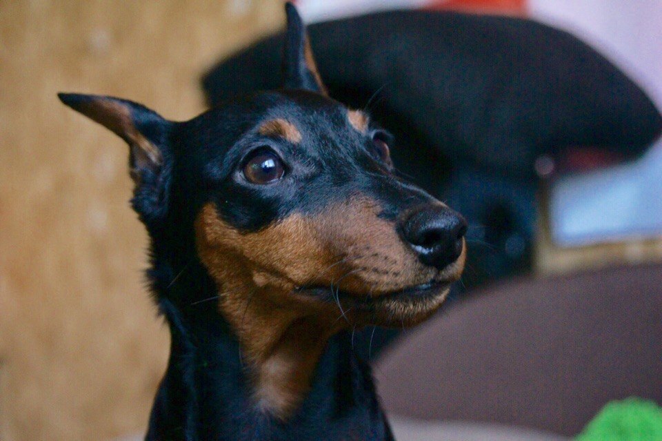 Tailed portrait photography - My, Animals, Dog, The photo, Longpost