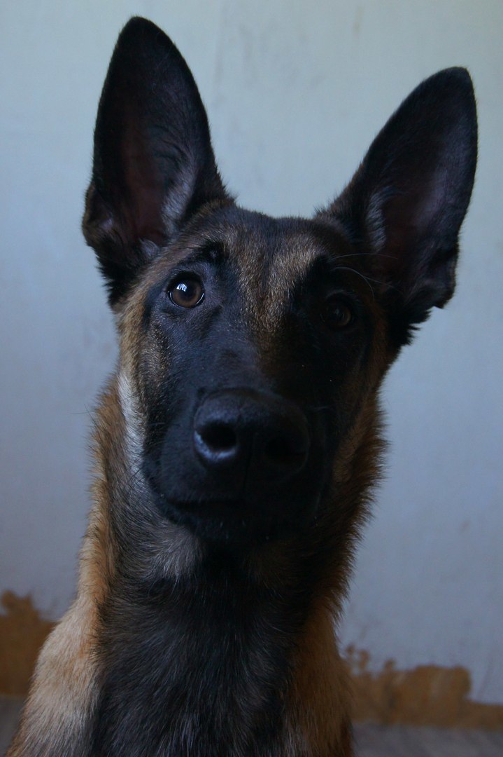 Tailed portrait photography - My, Animals, Dog, The photo, Longpost