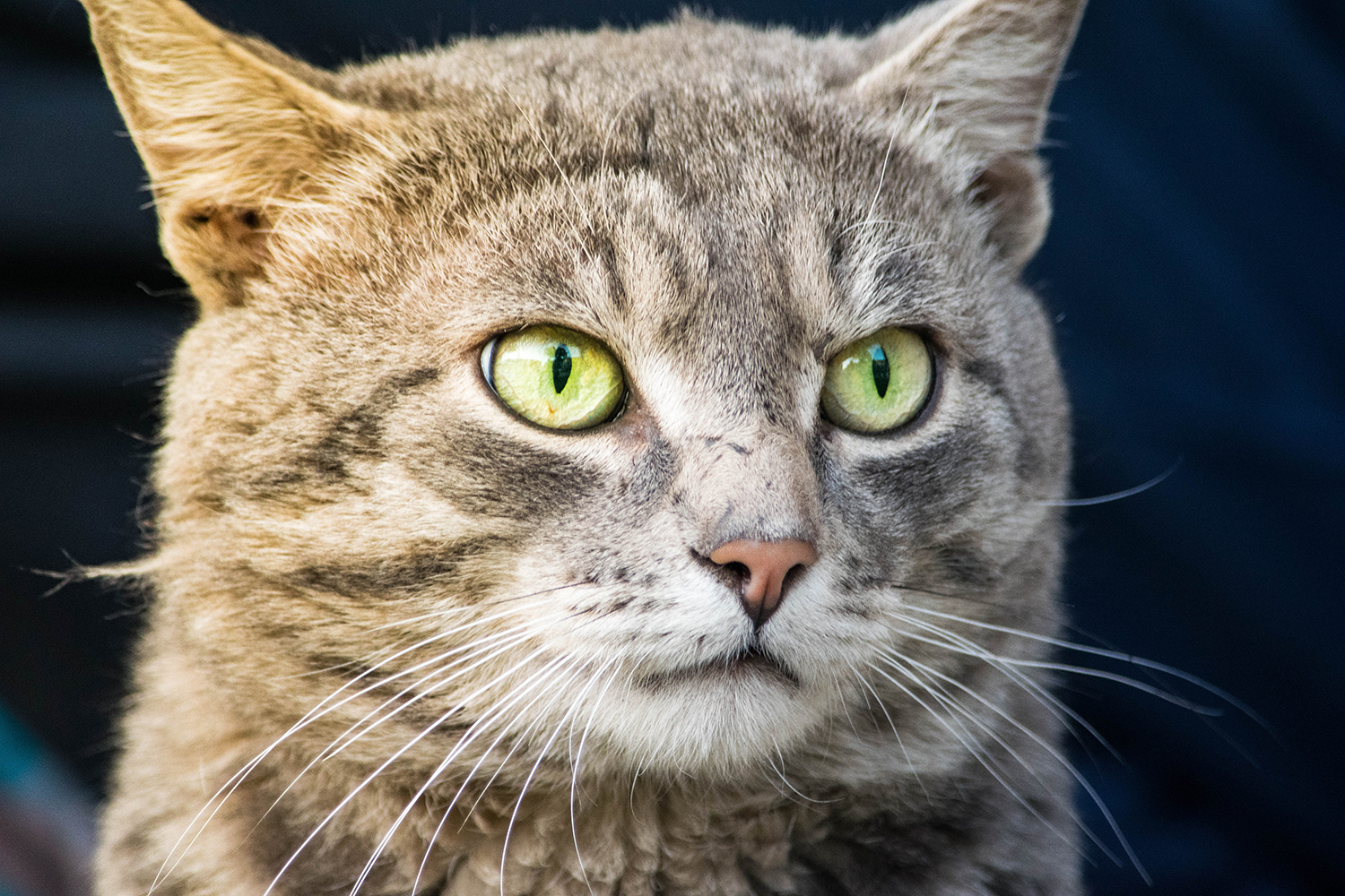 Kittens in our yard - My, cat, Catomafia, The photo, Longpost